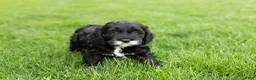 Cockapoo dogs for sale: Buster  - Ad 3