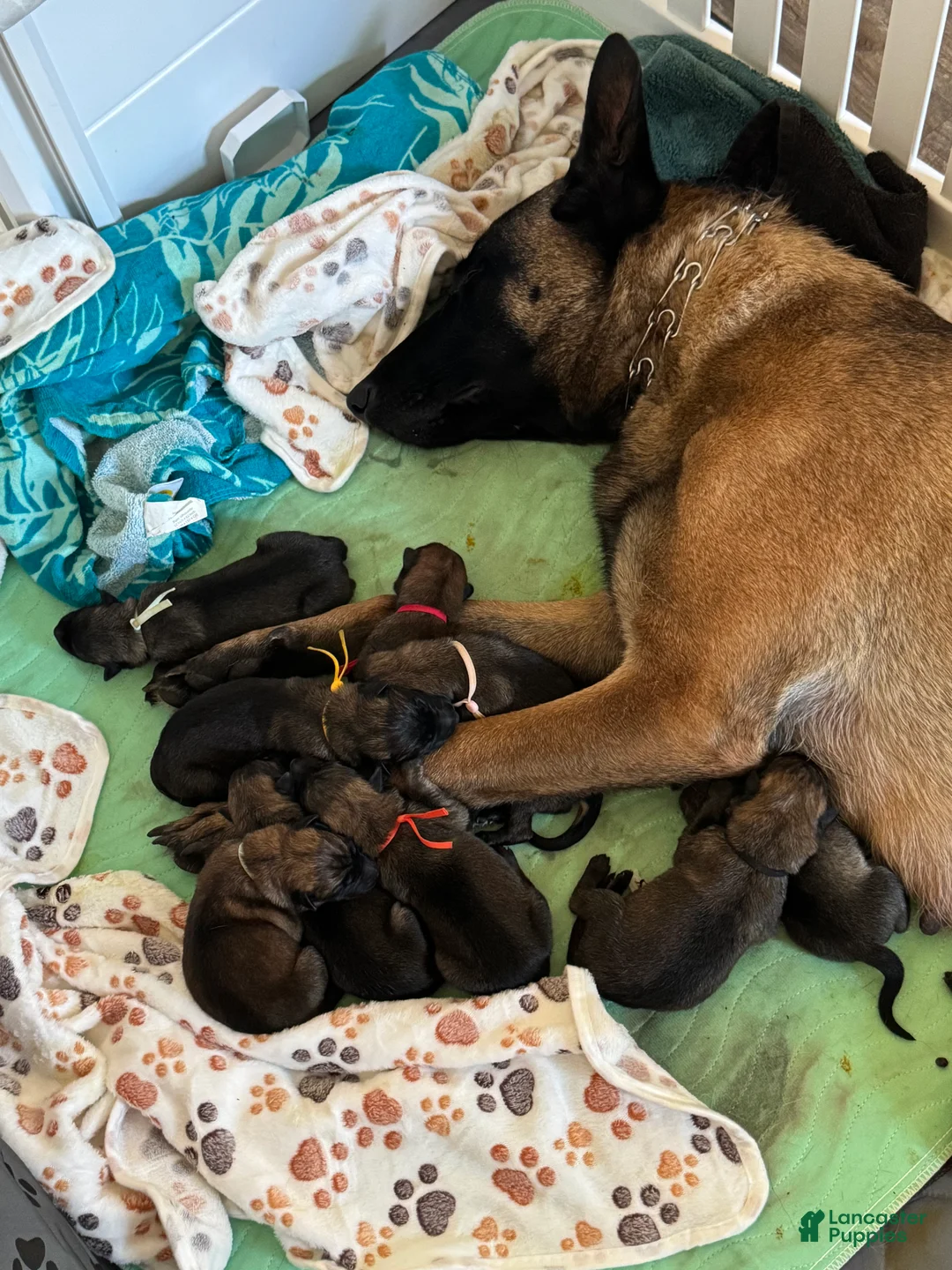 Mixed Breed dogs for sale: Purple - Ad 13