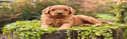 Goldendoodle dogs for sale: Chai - Ad 16