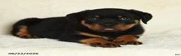 Rottweiler dogs for sale: Atticus - Ad 4