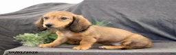 Miniature Dachshund dogs for sale: Virgil - Ad 3