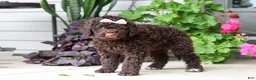 Portuguese Water Dog dogs for sale: Polly - Ad 3