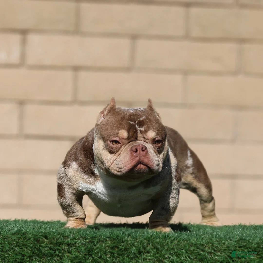 American Bully dogs for sale: Goldmine - Ad 3