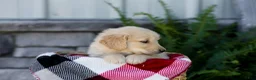 Golden Retriever dogs for sale: Bingo - Ad 4