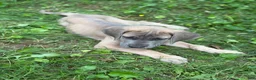 Great Dane dogs for sale: Great Dane 2 - Ad 2