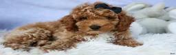 Miniature Poodle dogs for sale: WADE - Ad 12