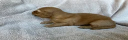 Miniature Dachshund dogs for sale: DAWWG POUND’S POCKET-SIZED QB - Ad 11