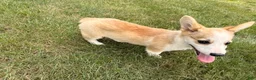 Welsh Corgi Pembroke dogs for sale: DEXER - Ad 17