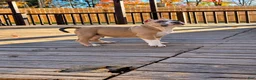 American Bully dogs for sale: 9x Kennels Björn Ironside Aka Cubb  - Ad 16