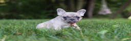 French Bulldog dogs for sale: Bailey - Ad 4