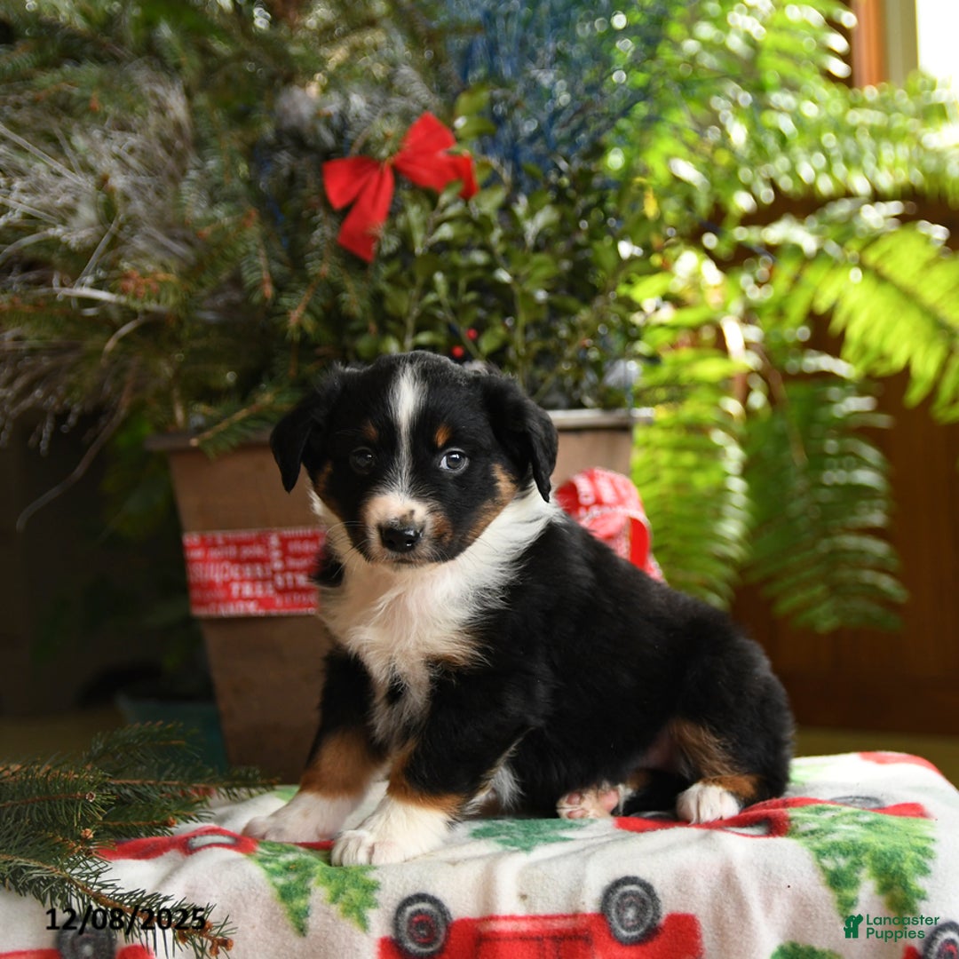 Australian Shepherd dogs for sale: Alex - Ad 3