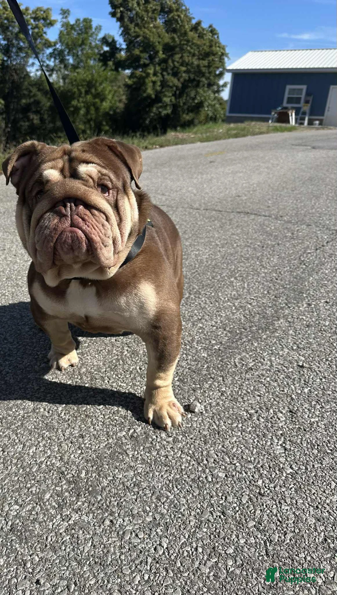 English Bulldog dogs for sale: Snickers  - Ad 7