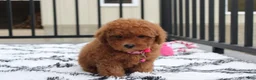 Bichpoo dogs for sale: Trixie - Ad 23