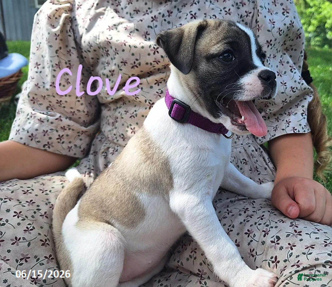 Jug dogs for sale: Clove - Ad 2