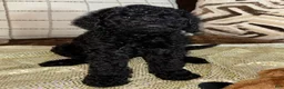 Labradoodle dogs for sale: Lenox  - Ad 1