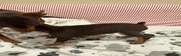 Miniature Pinscher dogs for sale: Miniature Pinscher Puppy 1 - Ad 2