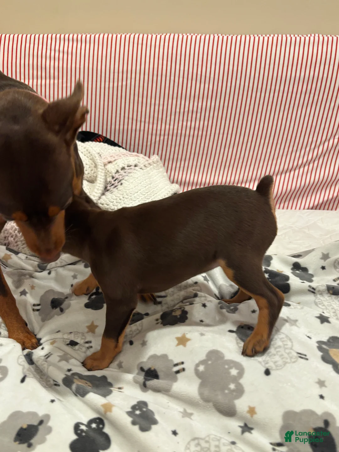 Miniature Pinscher dogs for sale: Miniature Pinscher Puppy 1 - Ad 2