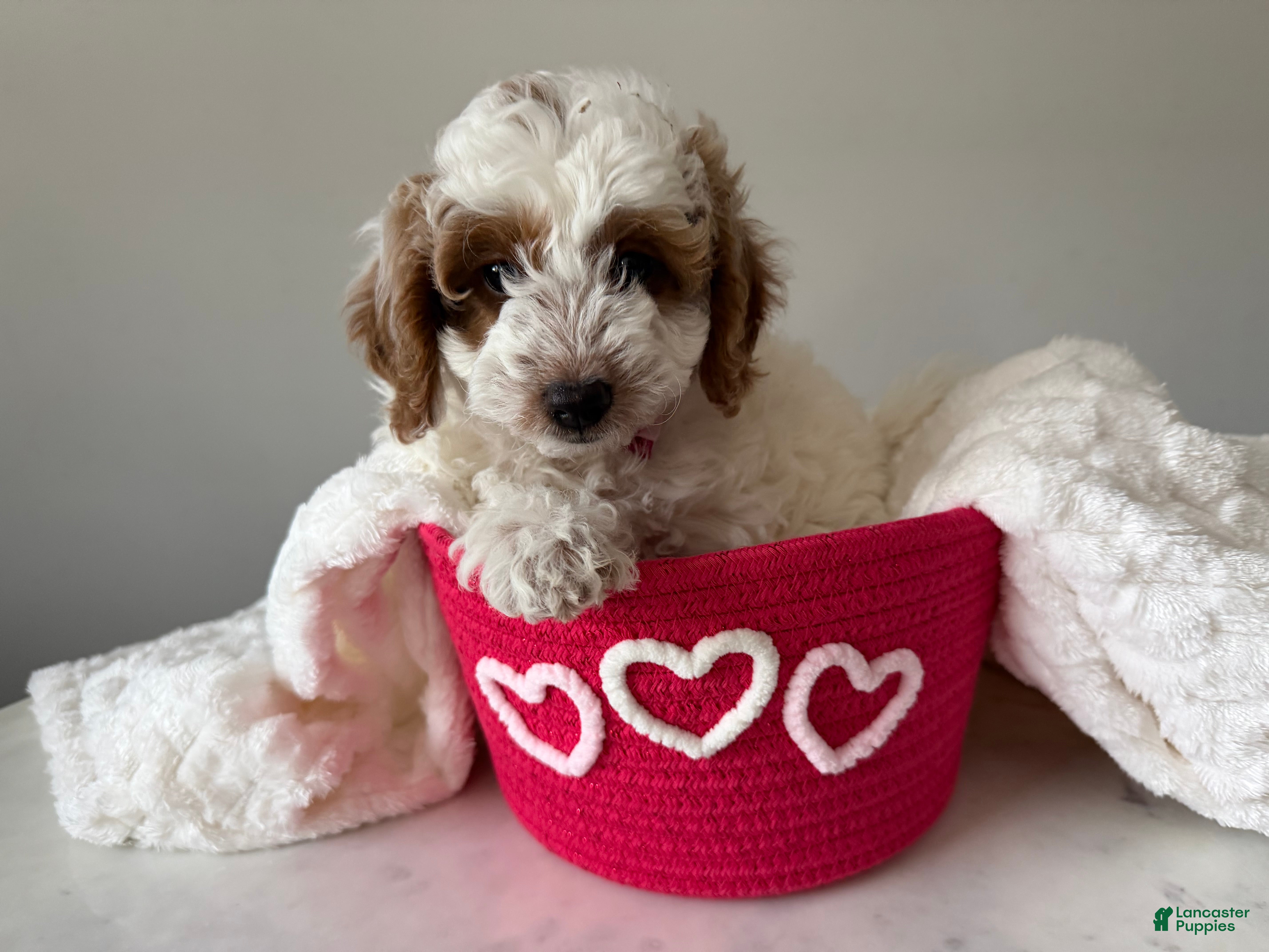 Mini Goldendoodle dogs Ellie - Ad 1