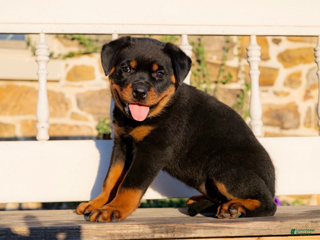 Rottweiler dogs Skye - Ad 1