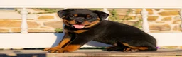 Rottweiler dogs for sale: Skye - Ad 1