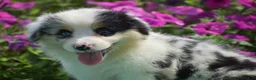 Welsh Corgi Pembroke dogs for sale: Jacob - Ad 4