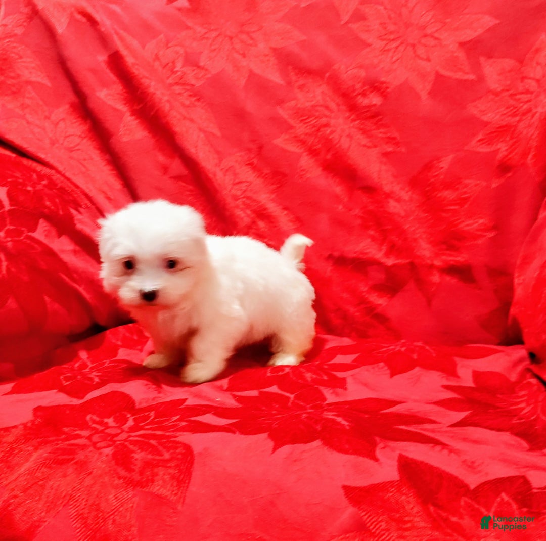 Maltese dogs for sale: Princess - Ad 5