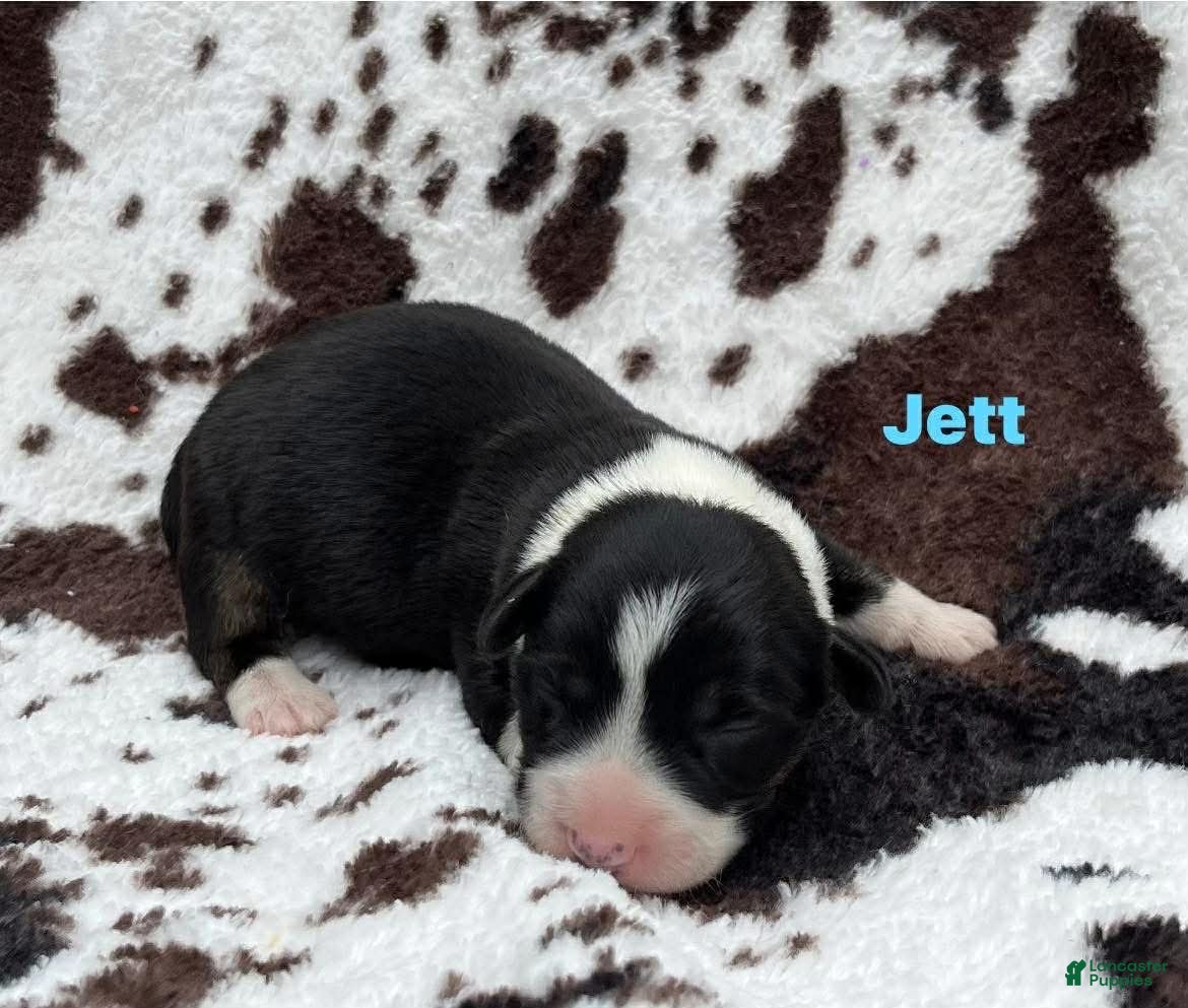 Welsh Corgi Cardigan dogs Jett - Ad 2