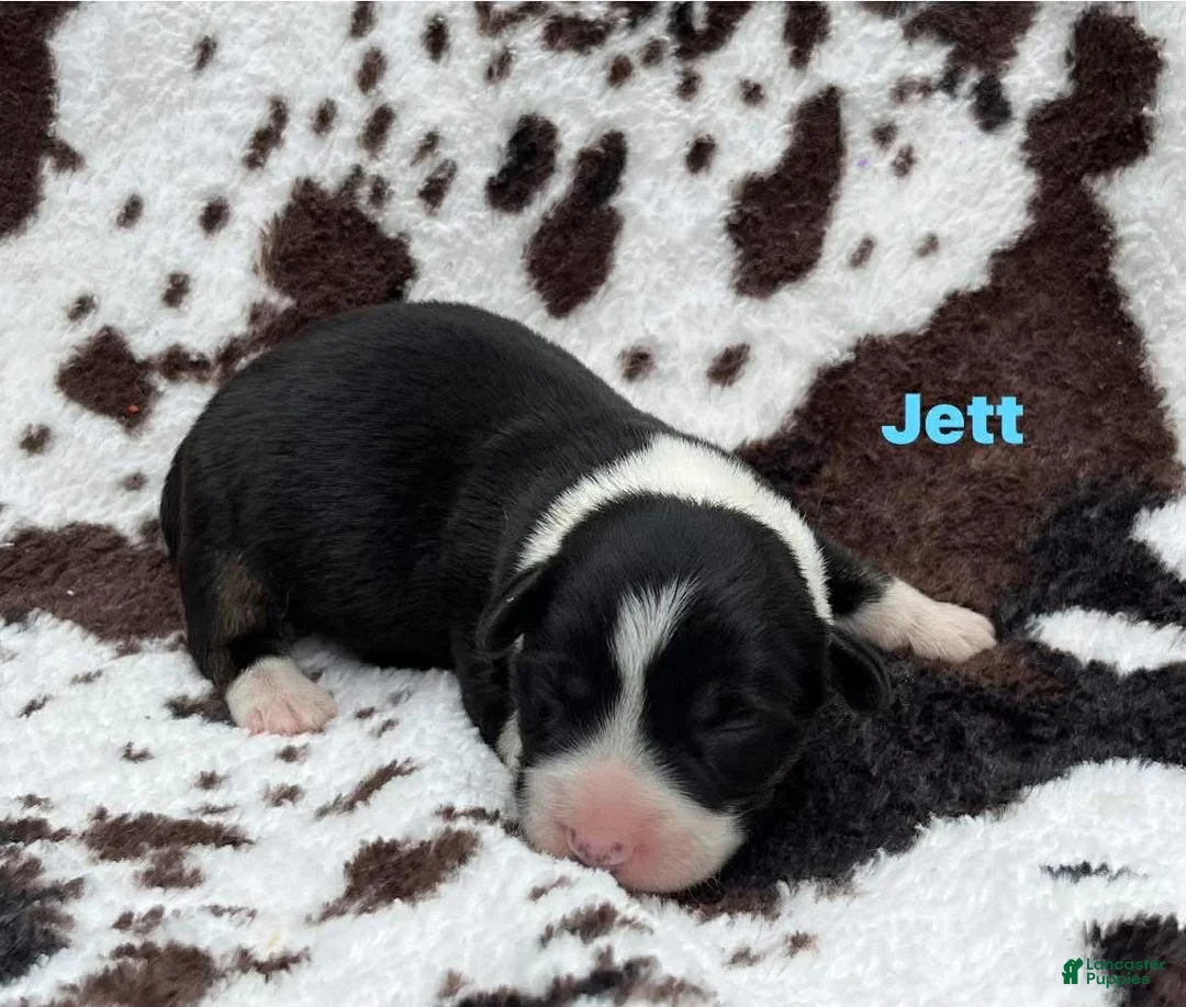 Welsh Corgi Cardigan dogs for sale: Jett - Ad 1