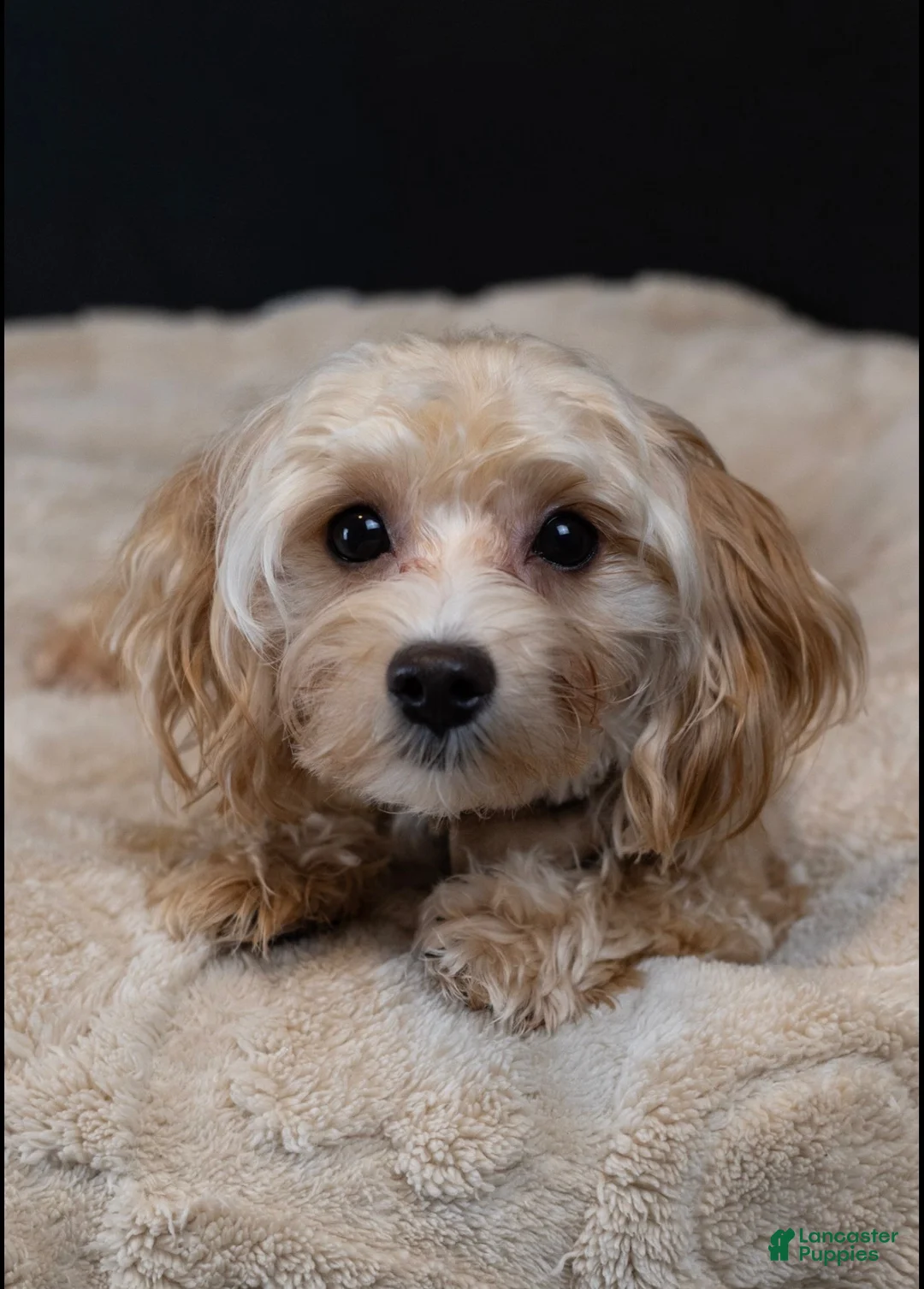 Maltipoo dogs for sale: Citrine - Ad 5