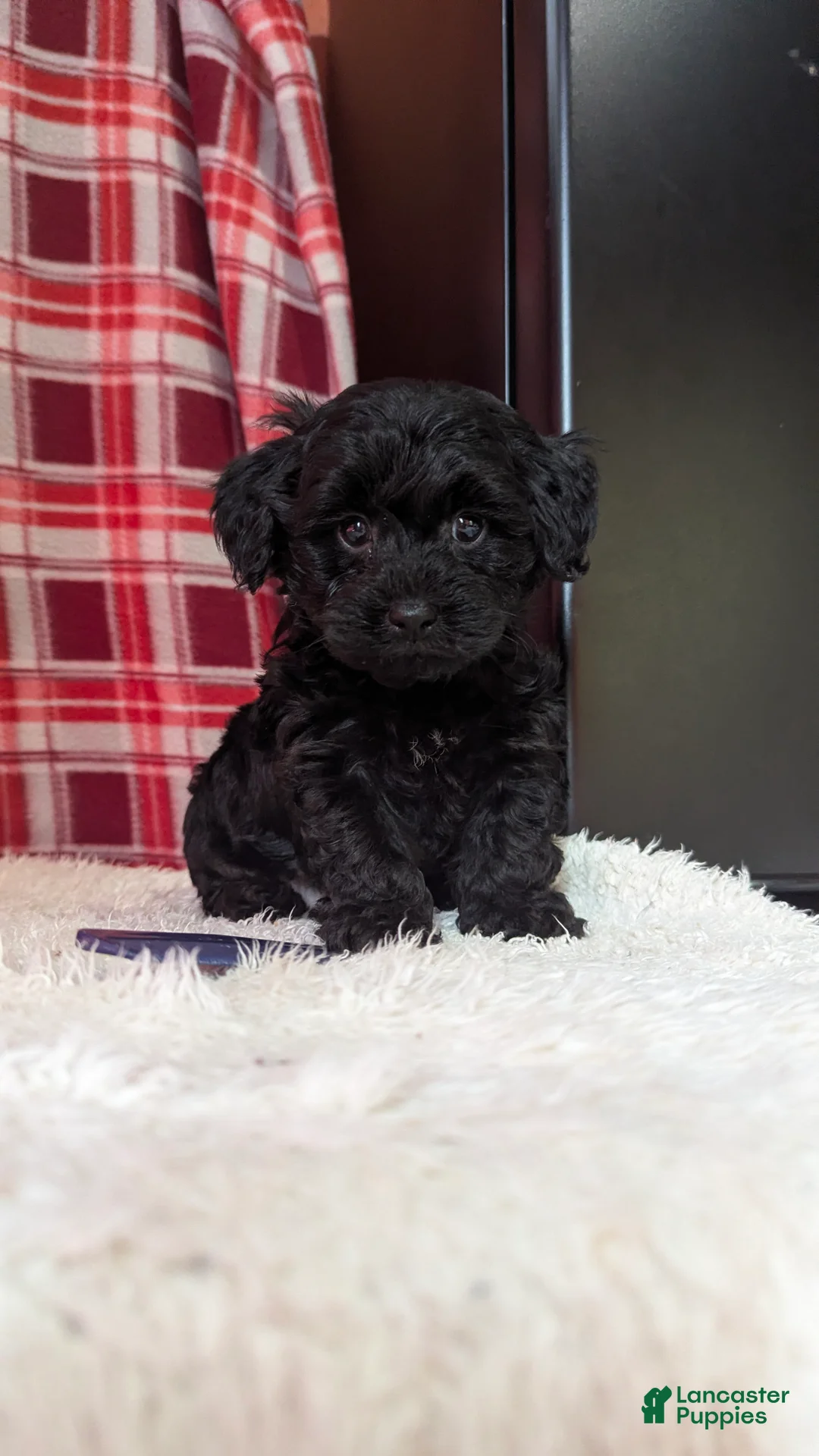 Yorkiepoo dogs for sale: Tyson  - Ad 4
