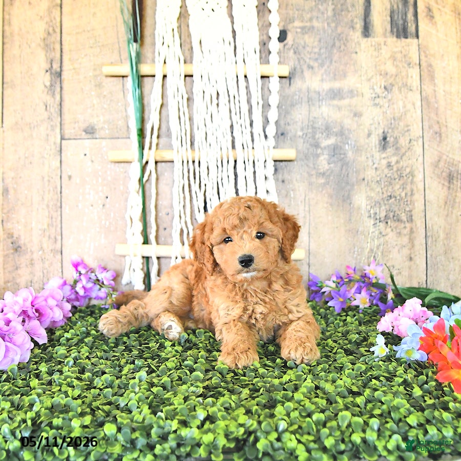 Mini Goldendoodle dogs Mr Columbus - Ad 1
