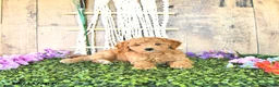 Mini Goldendoodle dogs for sale: Mr Columbus - Ad 1