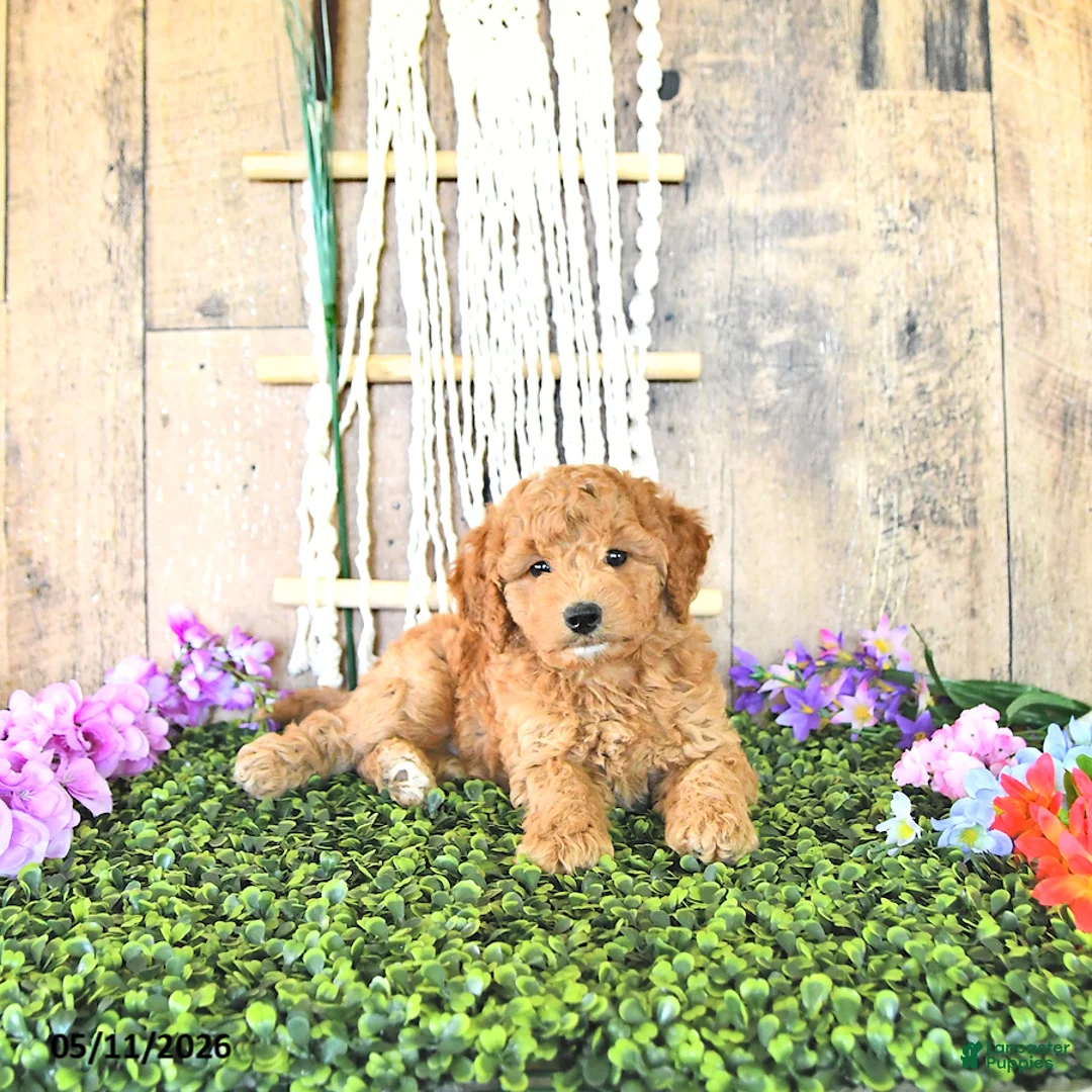 Mini Goldendoodle dogs for sale: Mr Columbus - Ad 1
