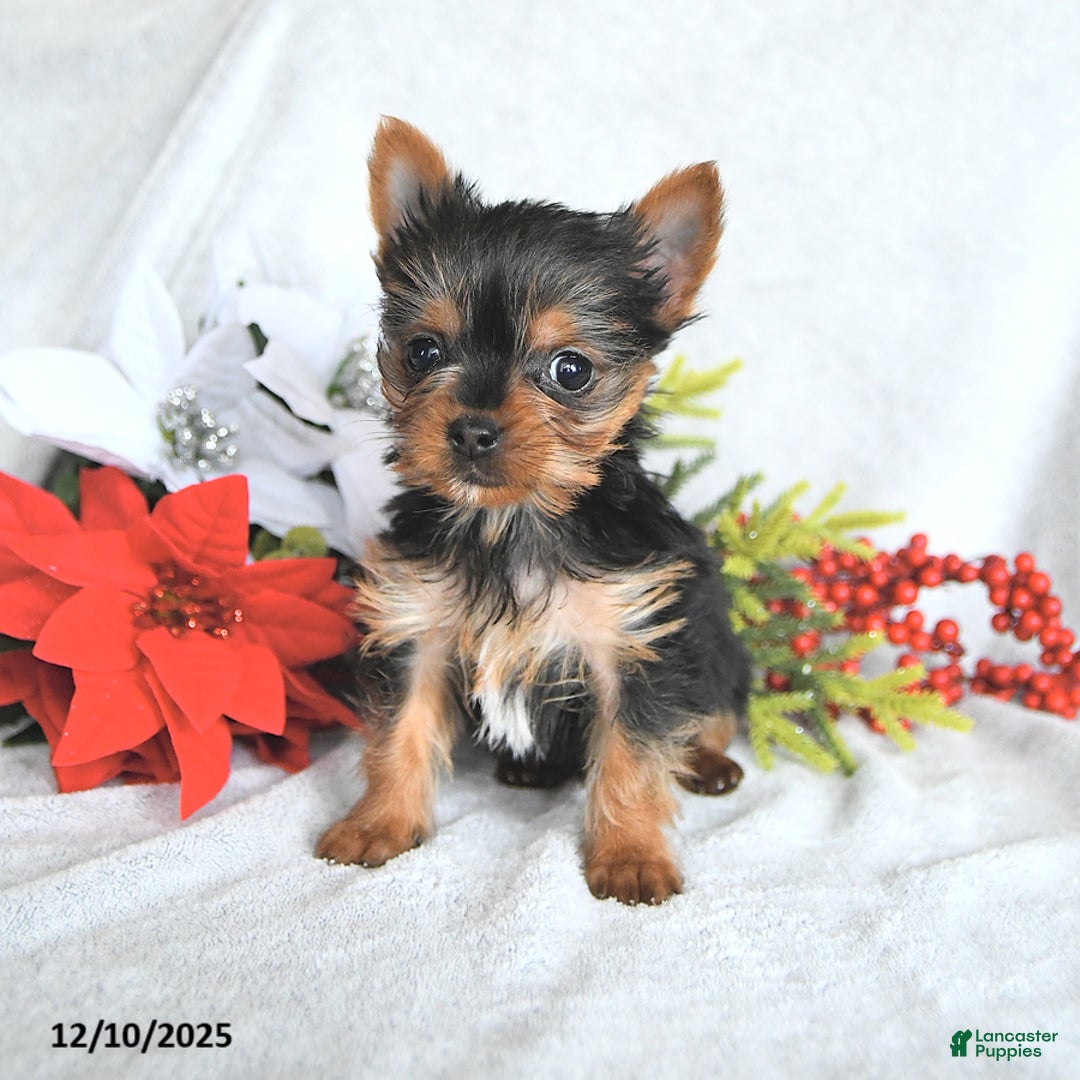 Yorkshire Terrier dogs for sale:  Teacup Hazel - Ad 2