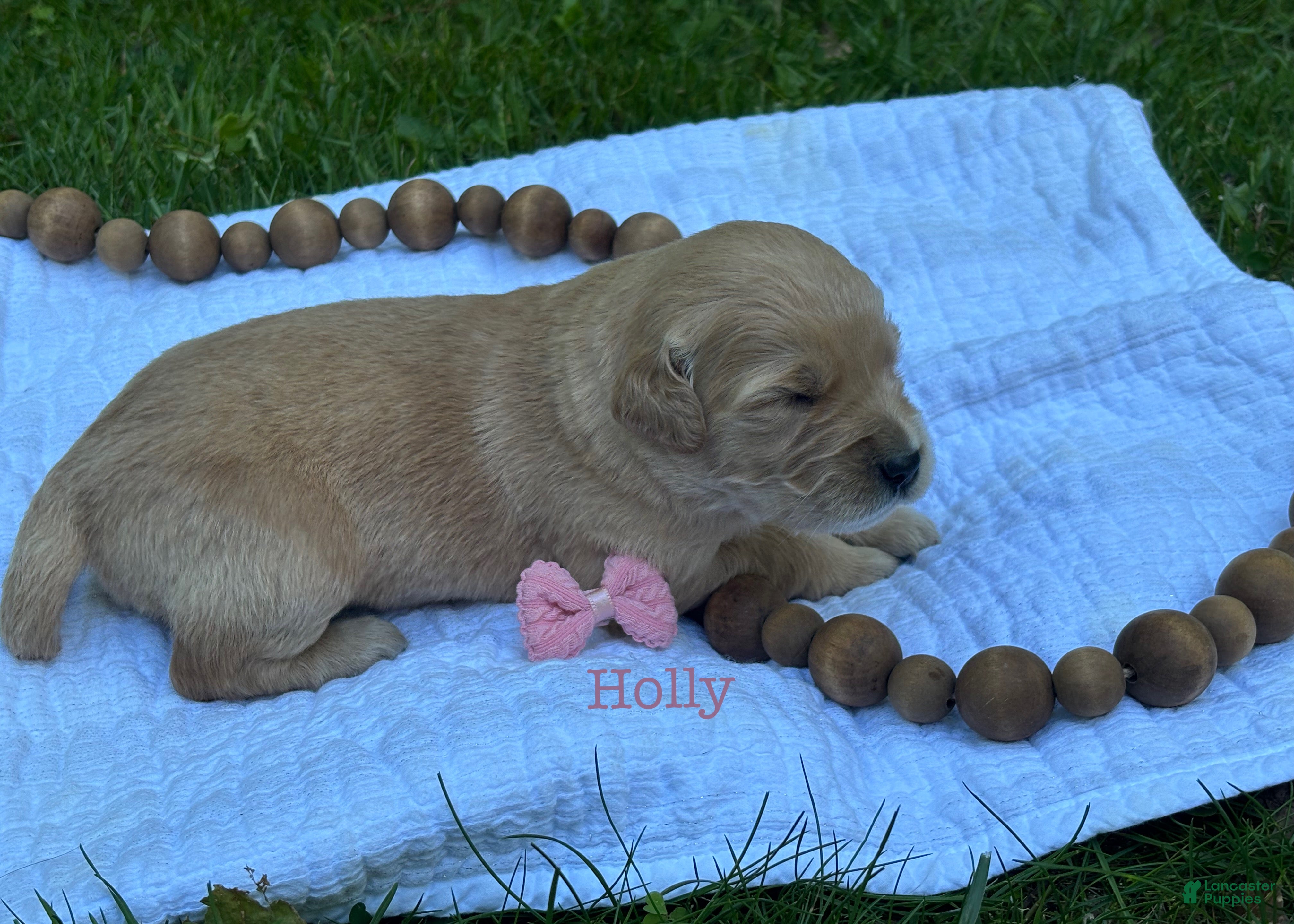 Golden Retriever dogs Holly - Ad 1