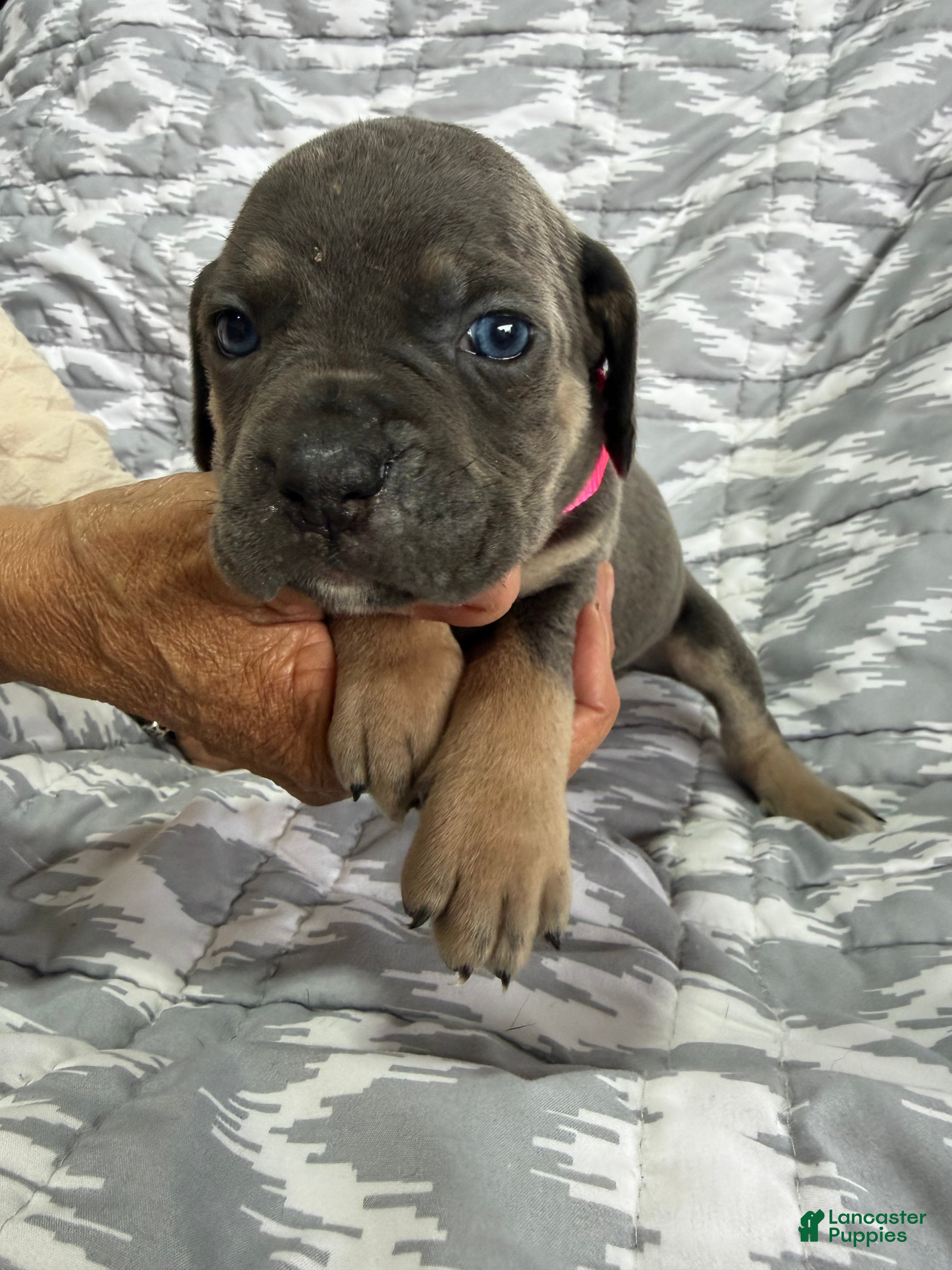 Cane Corso dogs Daisy - Ad 1