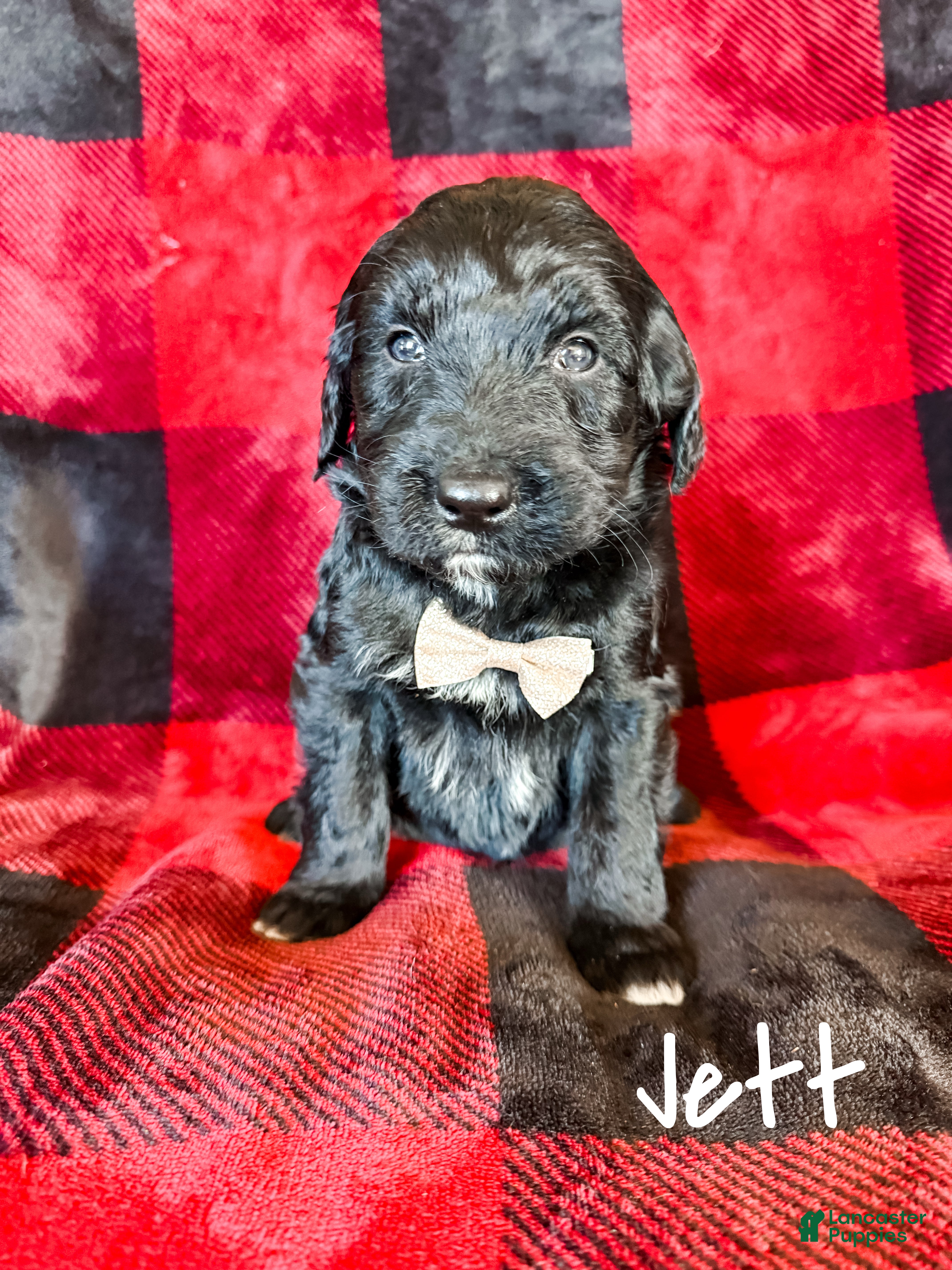 Aussiedoodle dogs Jett - Ad 25
