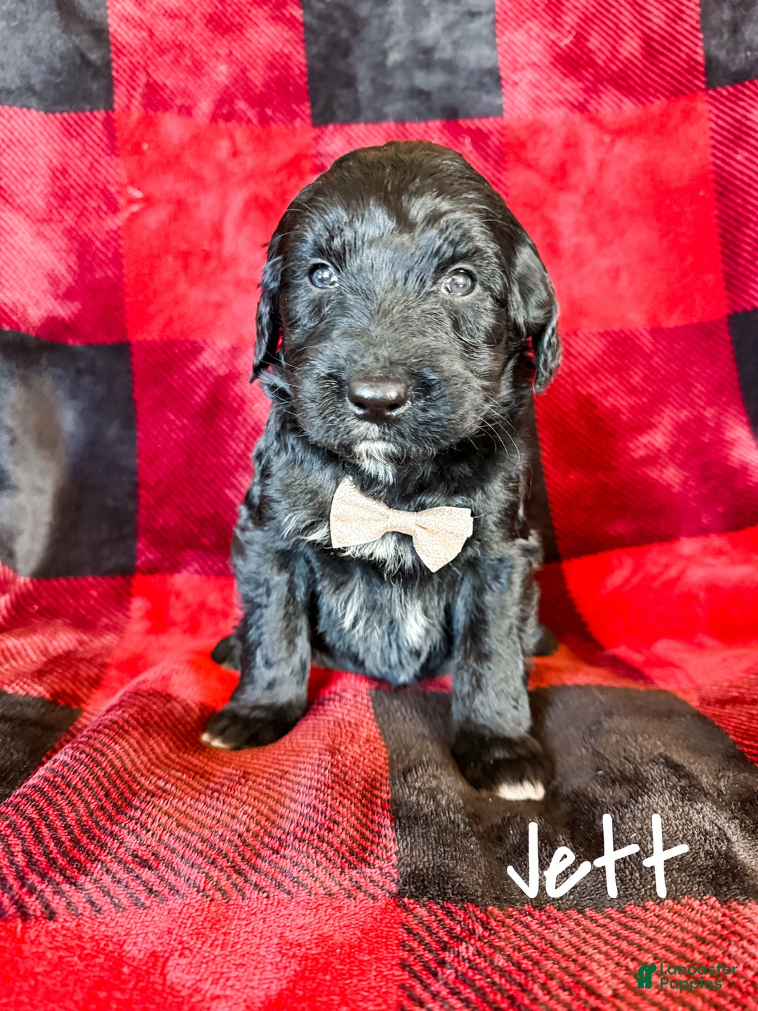 Aussiedoodle dogs for sale: Jett - Ad 4