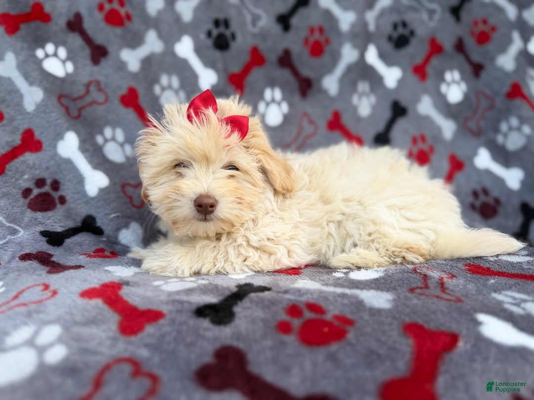 Havapoo dogs for sale: Faith - Ad 8