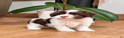 Havanese dogs for sale: Mitzi - Ad 6