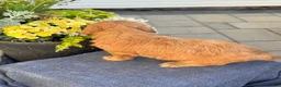 Goldendoodle dogs for sale: Trudy - Ad 10
