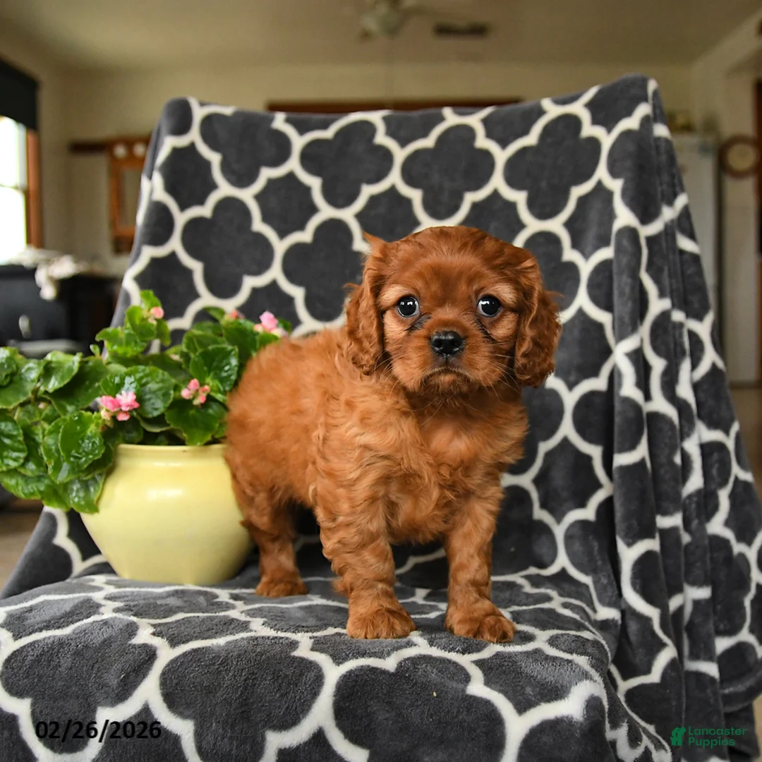 Cavalier King Charles Spaniel dogs for sale: Rocket - Ad 3