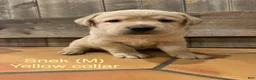 Labrador Retriever dogs for sale: Snek- Yellow collar - Ad 2