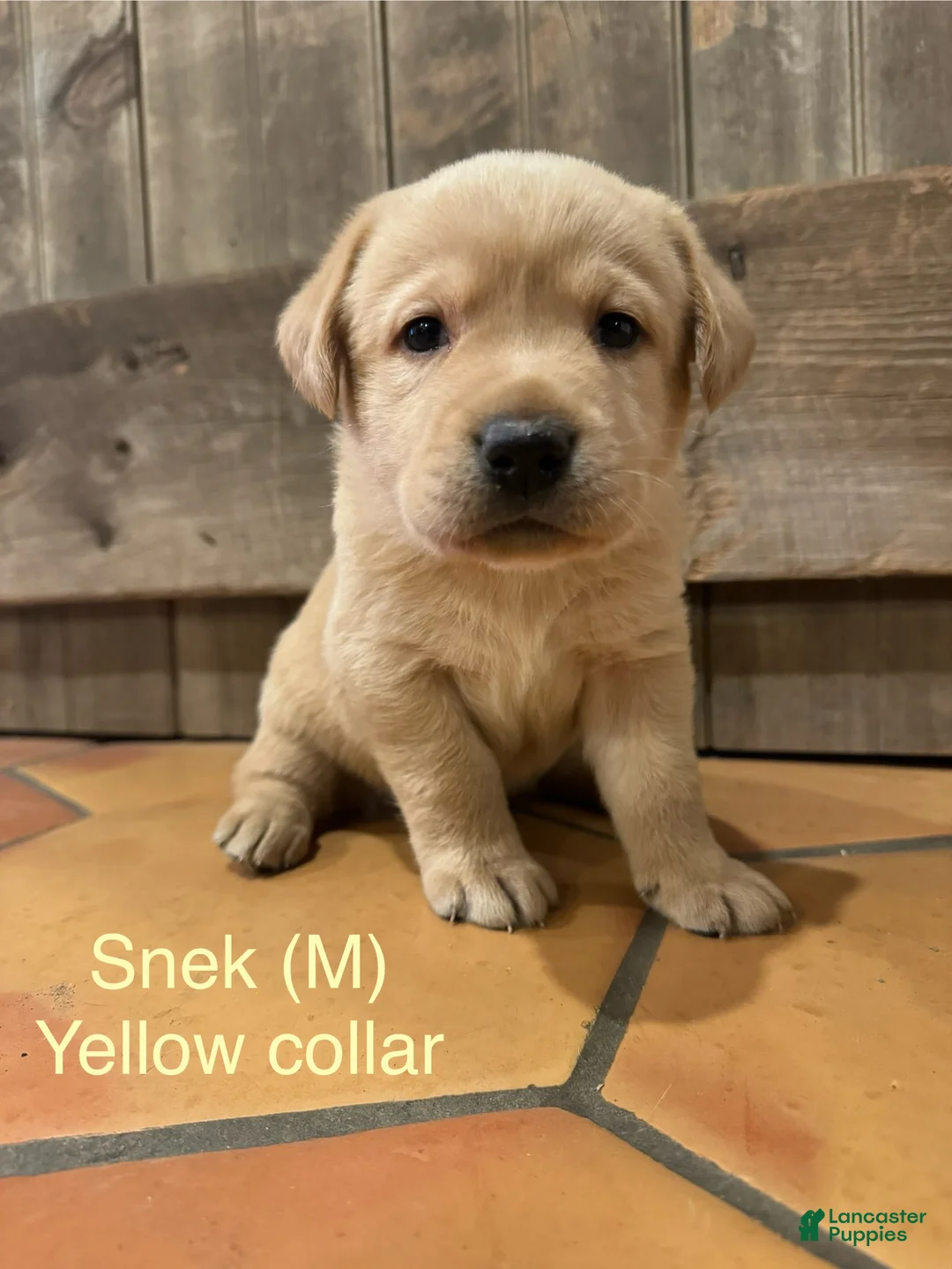 Labrador Retriever dogs for sale: Snek- Yellow collar - Ad 2