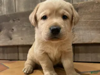 Labrador Retriever dogs Snek- Yellow collar - Ad 25