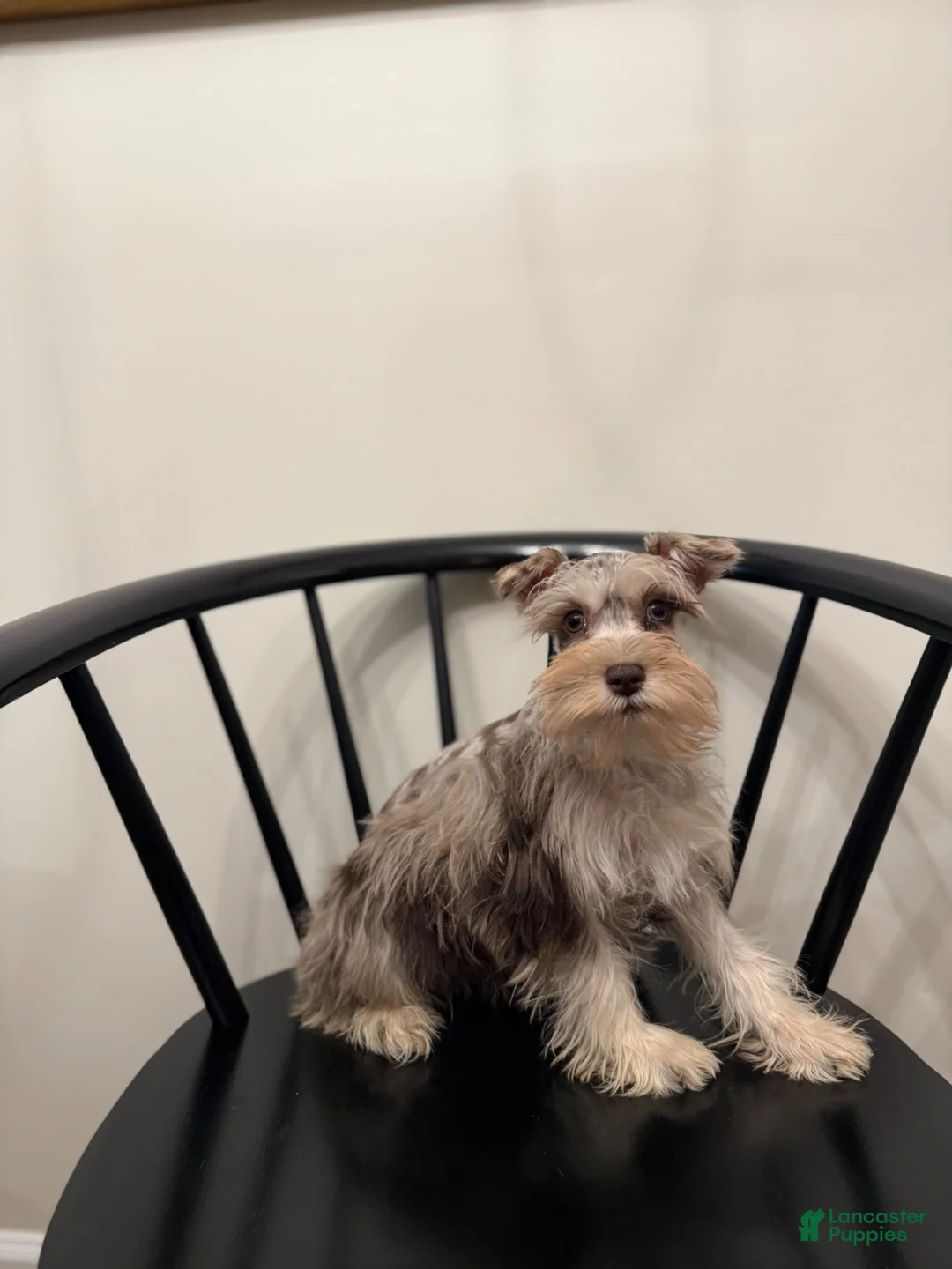 Miniature Schnauzer dogs for sale: Preston  - Ad 2