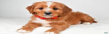 Koda