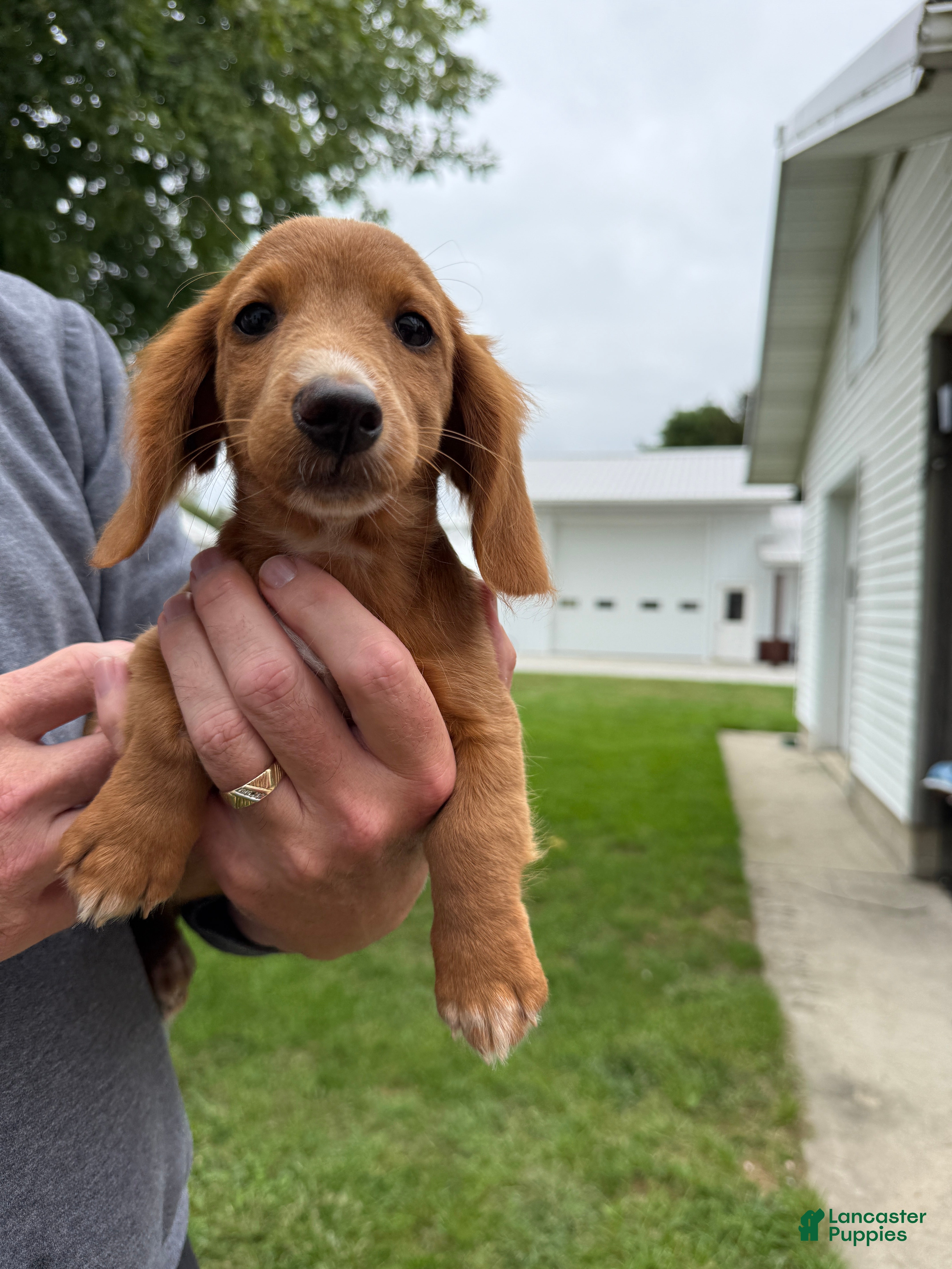 Miniature Dachshund dogs Ella - Ad 1