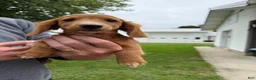 Miniature Dachshund dogs for sale: Ella - Ad 1