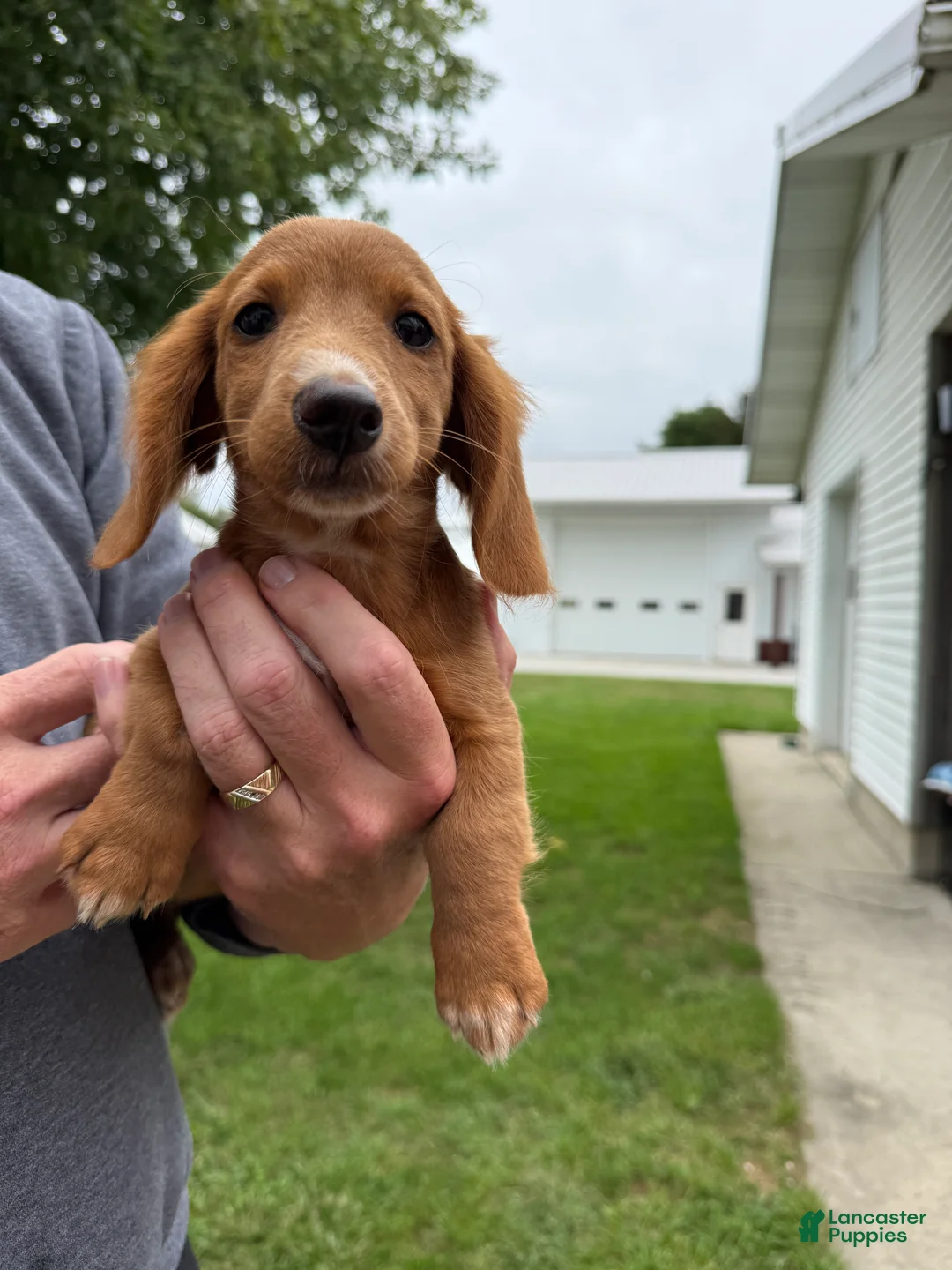 Miniature Dachshund dogs for sale: Ella - Ad 1